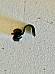 Harley 9962 Knucklehead Panhead Side Car Fender & Frame Wire Clip Kit 3954 USA
